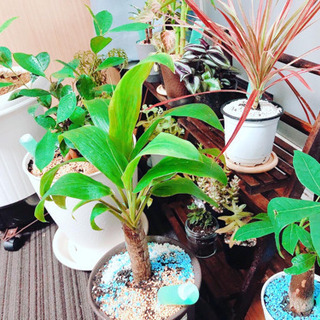 動物か植物かゲームかアニメ - 金沢市