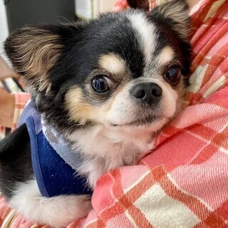 保護犬と暮らす小さなグループホームの世話人さん募集の画像