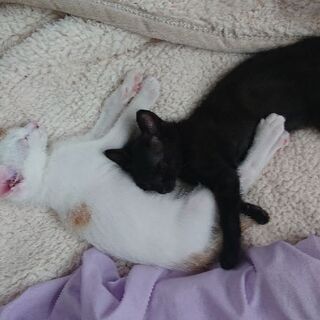 ４月１１日生まれの男の子 − 福島県