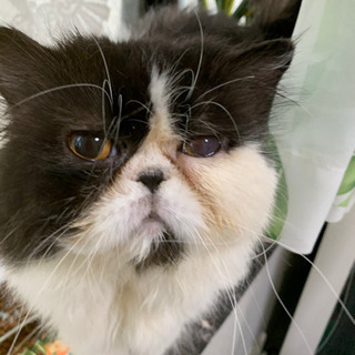 里親決まりました。ペルシャ猫　ありがとうございました。