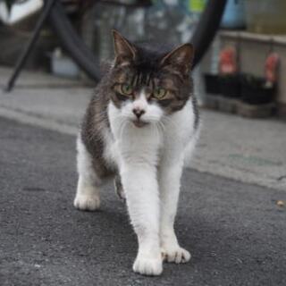 新規グルチャメンバー募集✨ - チャット