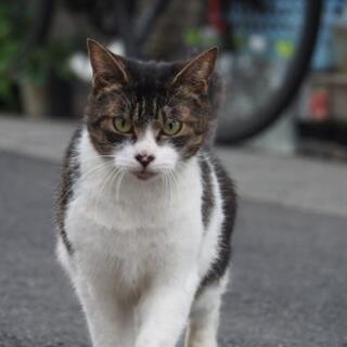 新規グルチャメンバー募集✨