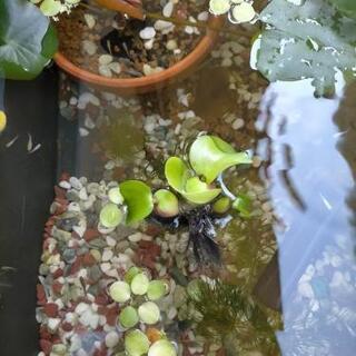 めだか  差し上げます メダカ