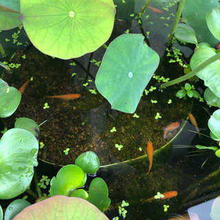 楊貴妃めだかの稚魚　増殖中( *;｀ω´) の画像