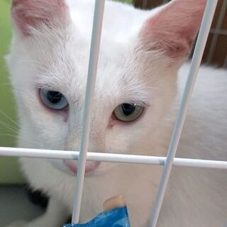 白猫 推定半年〜1歳  女の子　オッドアイ - 猫