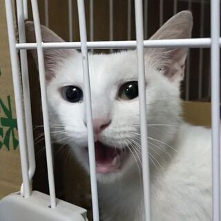 白猫 推定半年〜1歳  女の子　オッドアイ − 滋賀県