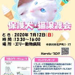 ねこの　譲渡会