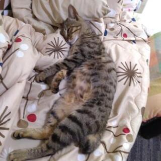 とても人慣つっこく、おてんばです。