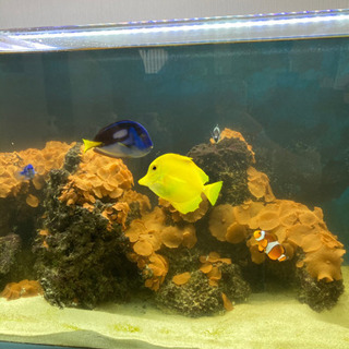 値下げました！海水魚7匹＋マガキ貝