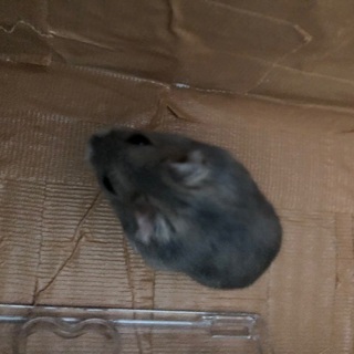 ジャンガリアンハムスターの里親募集してます！