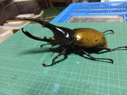 ヘラクレスオオカブト リッキー♂