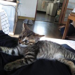 子猫の里親様募集します