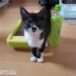 保護猫 2ヶ月くらい 女の子👧