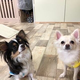 チワワ会