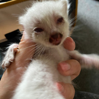6月16日生まれの子猫達