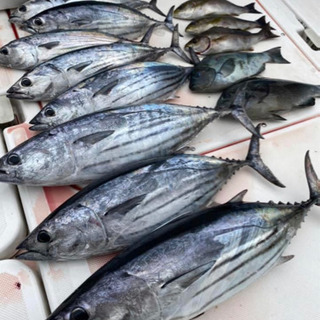 オフショア　釣り仲間募集‼️ - 南牟婁郡