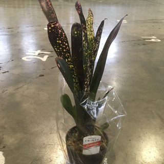 観葉植物　ビルベルギア