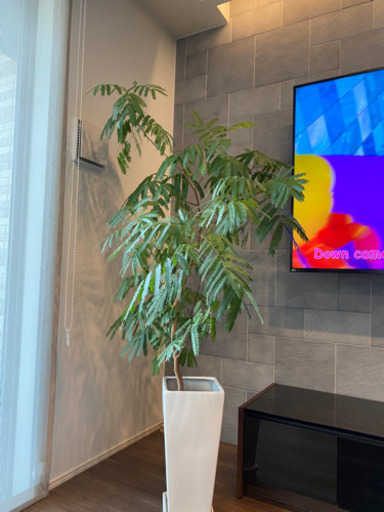 観葉植物　エバーフレッシュ