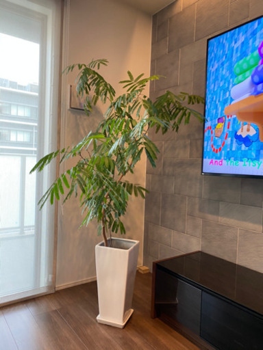 観葉植物　エバーフレッシュ