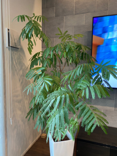 観葉植物　エバーフレッシュ