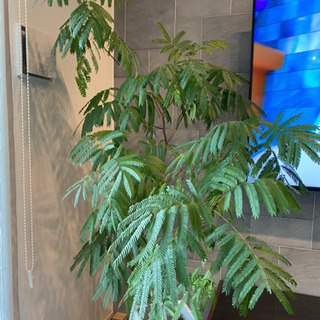 観葉植物 エバーフレッシュ
