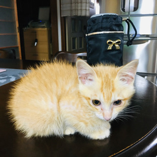 子猫里親募集(生後1カ月)