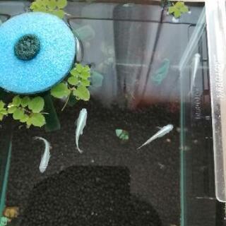 幹之　めだか　卵の画像