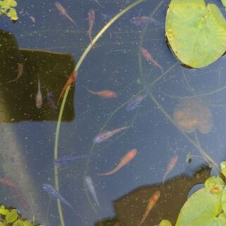 画像の屋外飼育の松井ヒレナガ雅三色等
