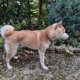柴犬　オス　８才　体重８キロ　去勢手術済