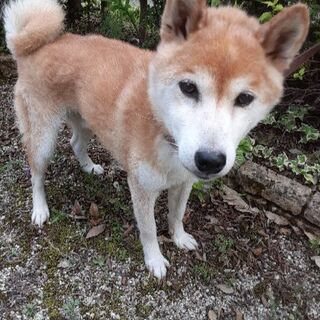 柴犬　オス　８才　体重８キロ　去勢手術済 - 江南市