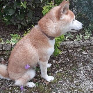 柴犬　オス　８才　体重８キロ　去勢手術済 − 愛知県