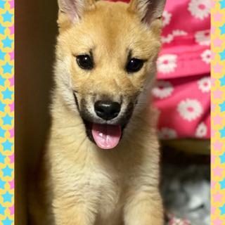 🌸生後4〜5カ月子犬　里親さま決定