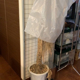 枯れた観葉植物