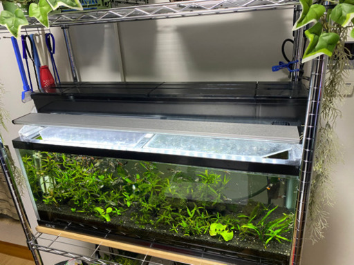 ハナマル様お取引完了　90cm水槽セット&熱帯魚