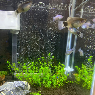 ミッキーマウスプラティ［交渉中】