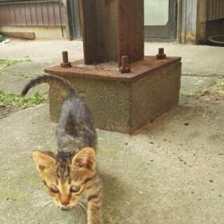 里親希望様とお話中です。野良猫の赤ちゃん   生後1ヶ月半くらい...