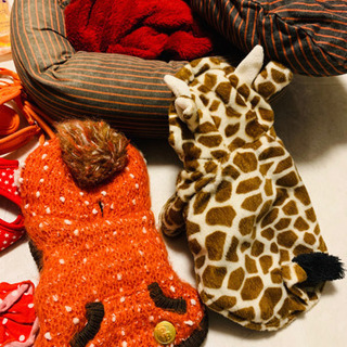 犬 服 リード ベッド アウター スツール 18点 3万円分 小型犬 チワワの画像