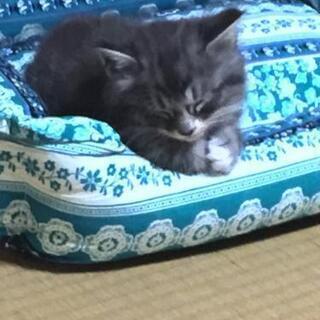 💞LINEグループメンバー募集！ − 茨城県