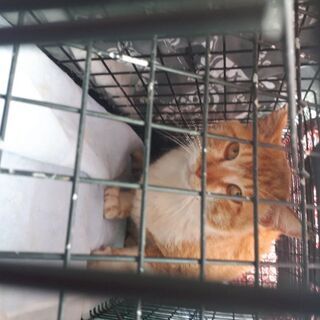 野良猫の不妊去勢手術TNRの手伝い