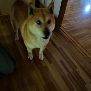 柴犬♂の里親募集します
