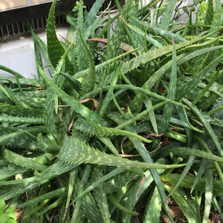 斑入り(薬用)アロエ