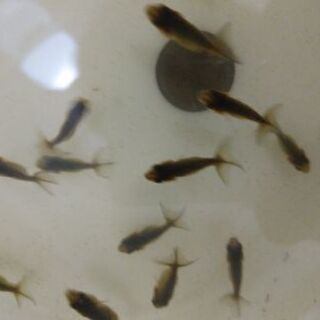 らんちゅう稚魚　18匹　1000円！　このペア最後！