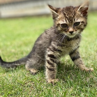 雄の虎猫です