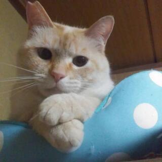 ブルーアイの笹かま猫くん