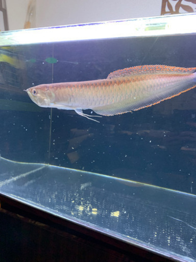 ブラックアロワナ