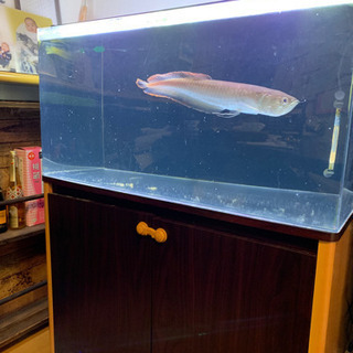 ブラックアロワナ