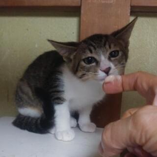 タレ目のほのかちゃん - 松戸市