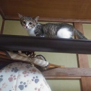 タレ目のほのかちゃん - 猫