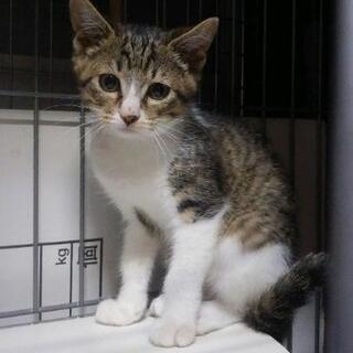 タレ目のほのかちゃん − 千葉県