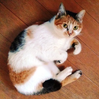 仮の名前は　ひめ　です。